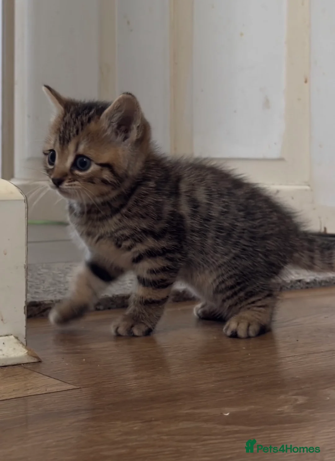 British Shorthair cats for sale: Half British shorthair kittens - Advert 1