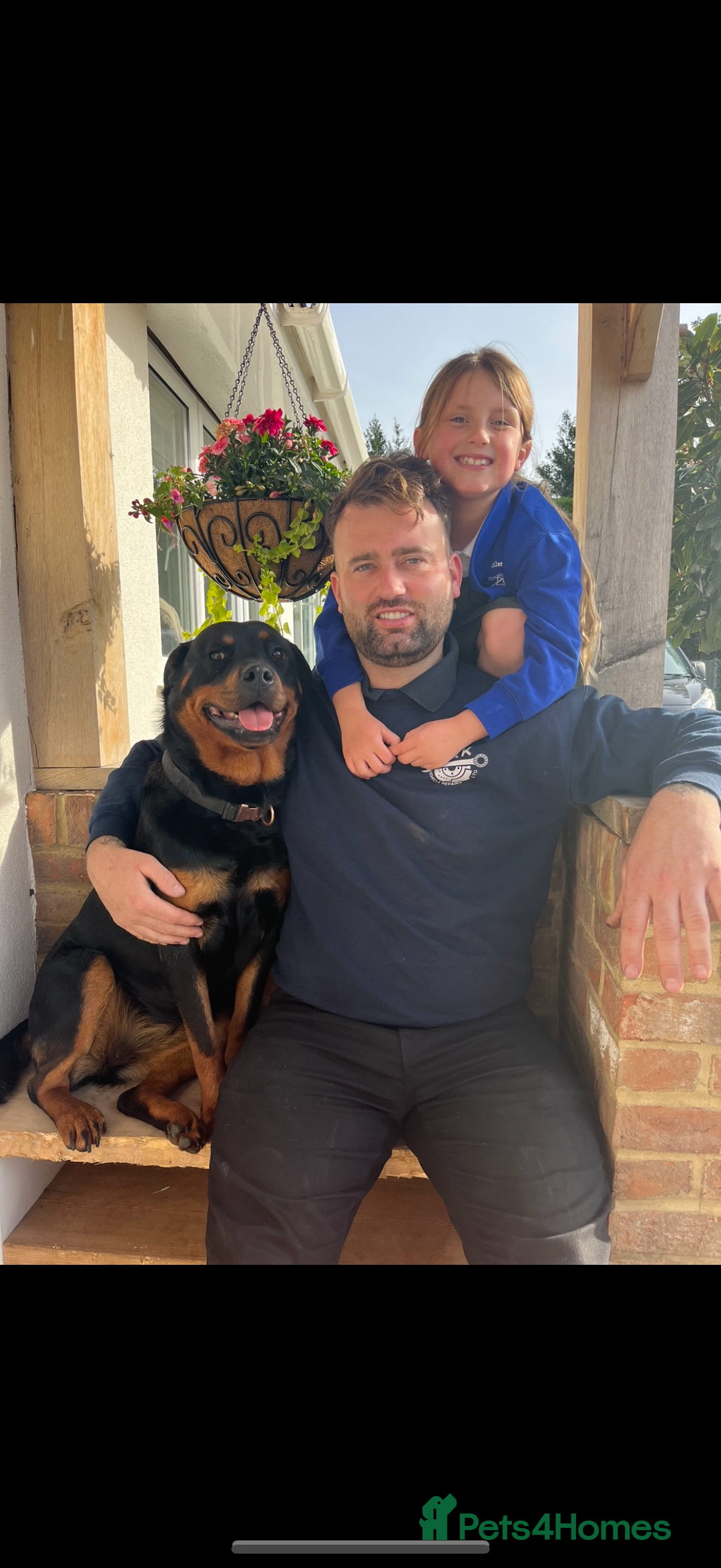 Rottweiler dogs for sale: Beautiful Rottweiler Female - Image 5