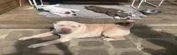 Mixed Breed dogs for sale: English Merle Bulldog/Shar Pei puppies for sale - Advert 20