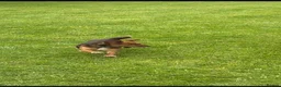 Jack Russell dogs for sale: Jack Russell puppies  - Advert 11