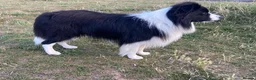 Border Collie dogs for stud: For stud. KC reg and proven.  in Brierley Hill - Advert 18
