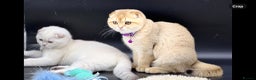 Scottish Fold cats for sale: Beautiful TICA Registered Scottish Girl Kittens - Advert 12