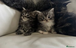 Maine Coon cats for sale: XXL kittens ready September  - Image 6