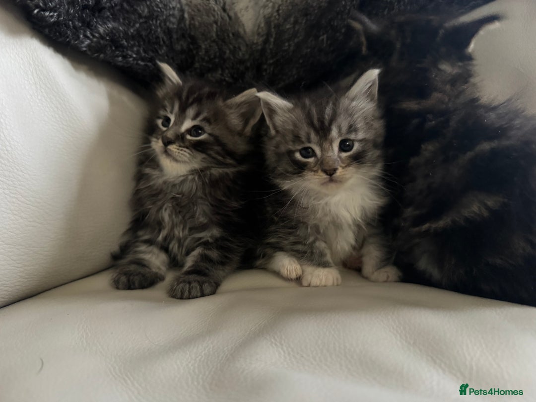 Maine Coon cats for sale: XXL kittens ready September  - Image 6