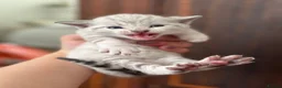 Bengal cats for sale: Stunning Snow Bengal Kittens for Sale  - Advert 18