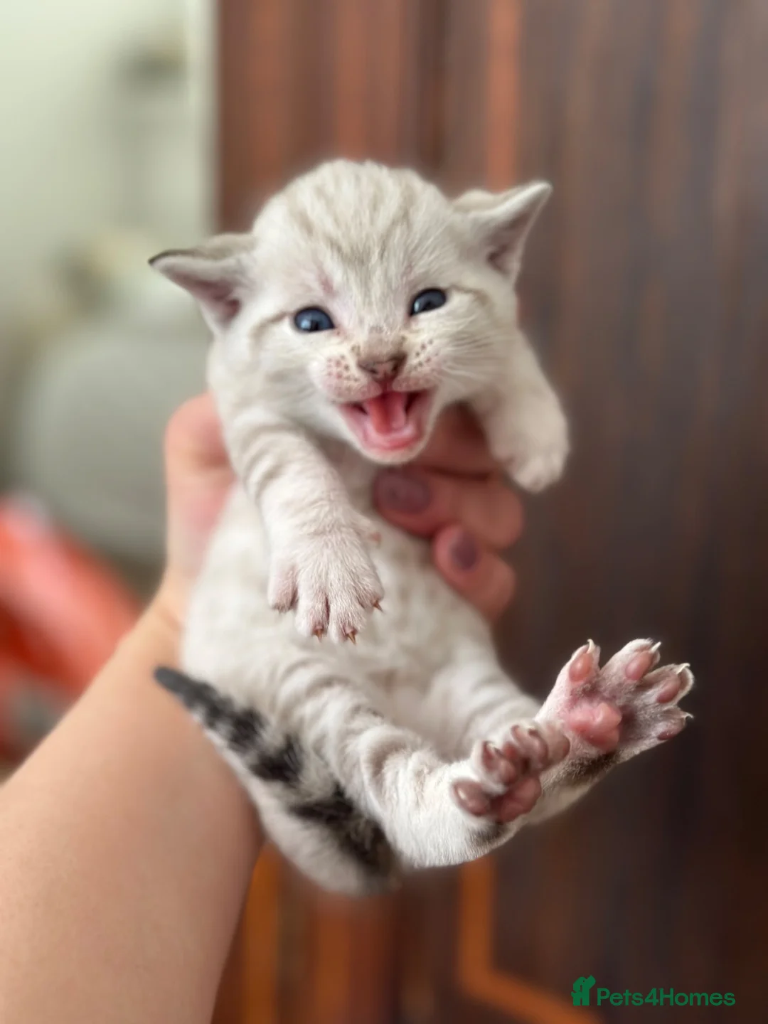 Bengal cats for sale: Stunning Snow Bengal Kittens for Sale  - Advert 18