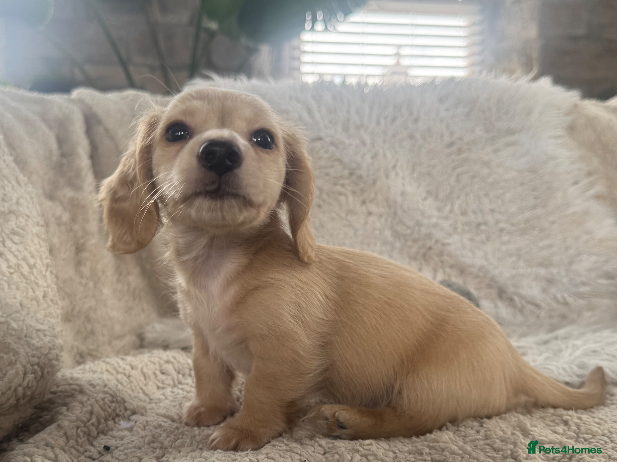Miniature Dachshund dogs KC Longhaired Cream Miniature Dachshund Puppies - Advert 2