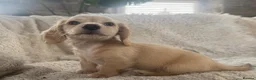 Miniature Dachshund dogs for sale: KC Longhaired Cream Miniature Dachshund Puppies - Advert 6