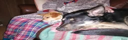 Mixed Breed dogs for sale: 8 month old husky cross in Skelmersdale - Advert 2