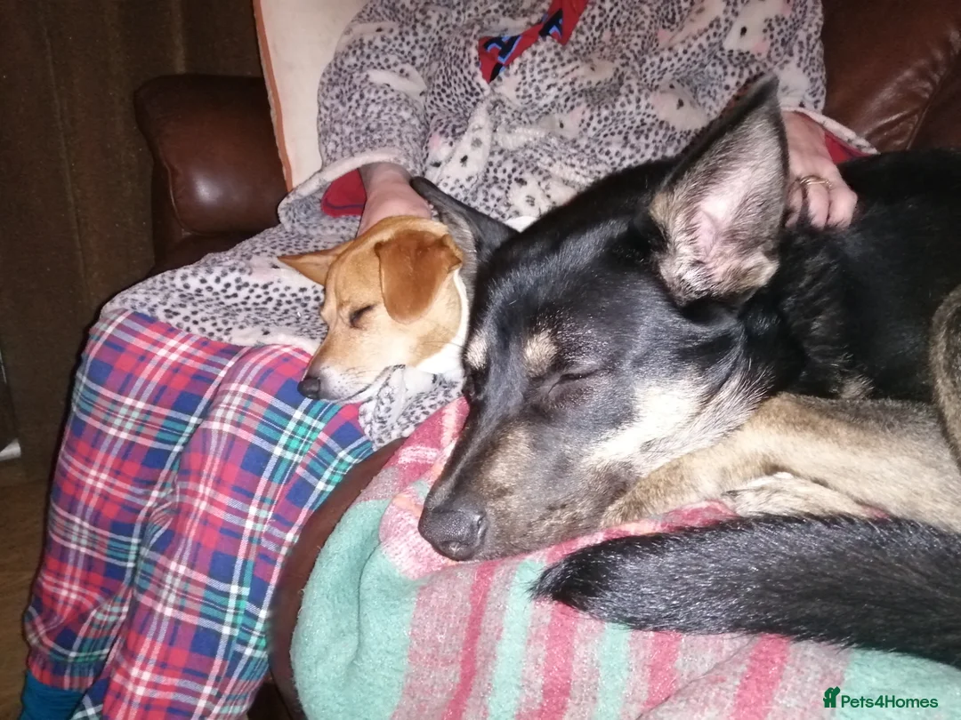 Mixed Breed dogs for sale: 8 month old husky cross in Skelmersdale - Advert 2