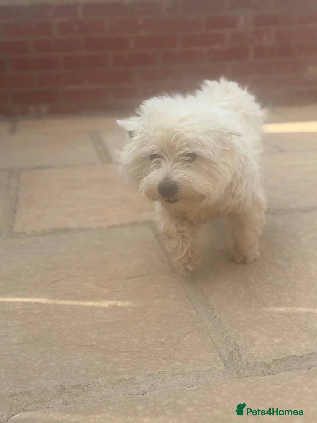 West Highland Terrier dogs for sale: 2 years old girl westie  in Guisborough - Advert 4