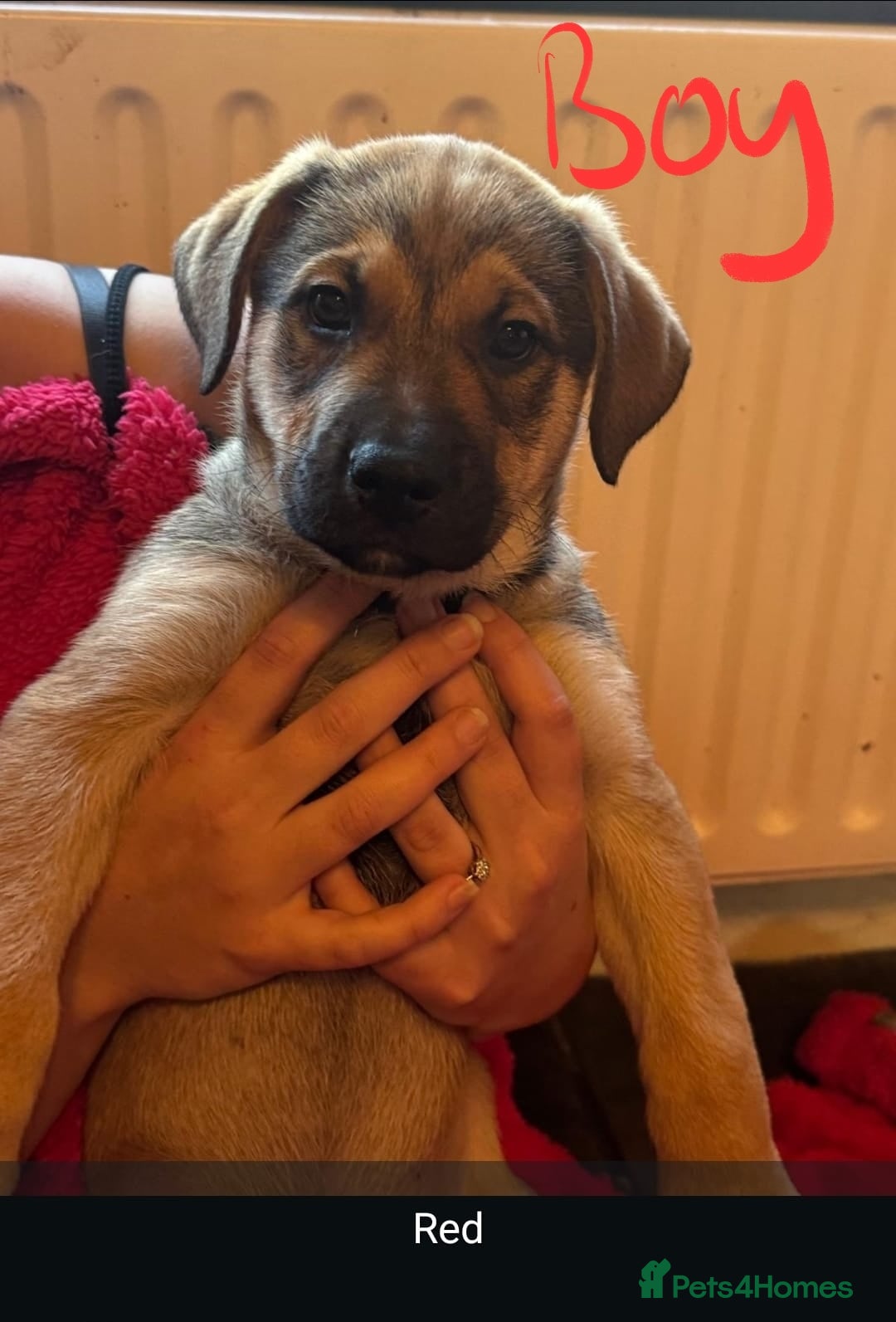 Mixed Breed dogs for sale: Available now! Mastiff / German Shephard puppies  - Advert 17