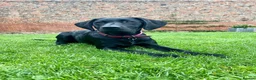 Labrador Retriever dogs for sale: Labrador puppies- TWO BOYS AVAILABLE  - Advert 8