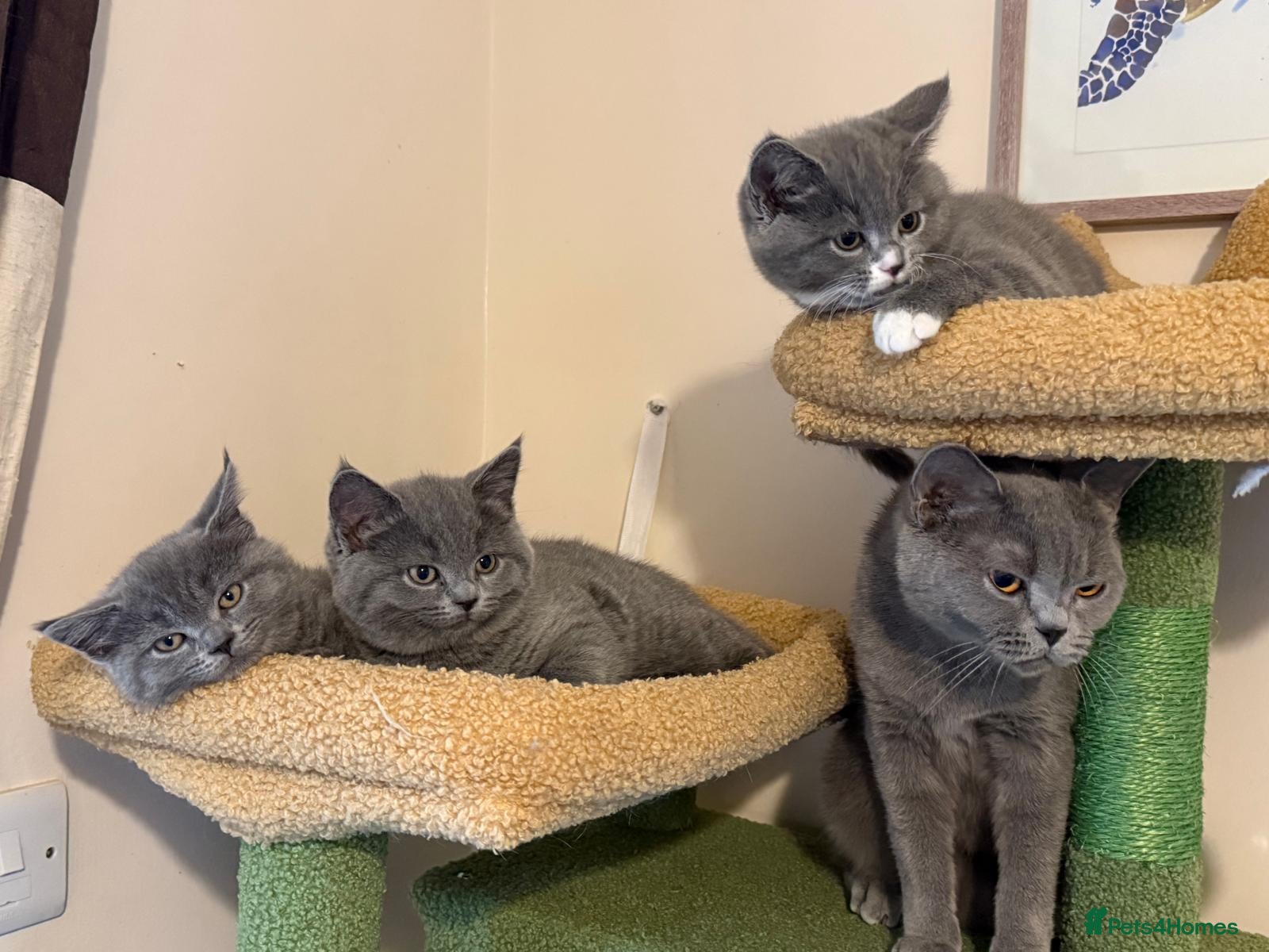 British Shorthair cats BSH x Ragamuffin Kittens - Advert 15