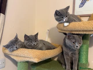 British Shorthair cats BSH x Ragamuffin Kittens - Advert 15