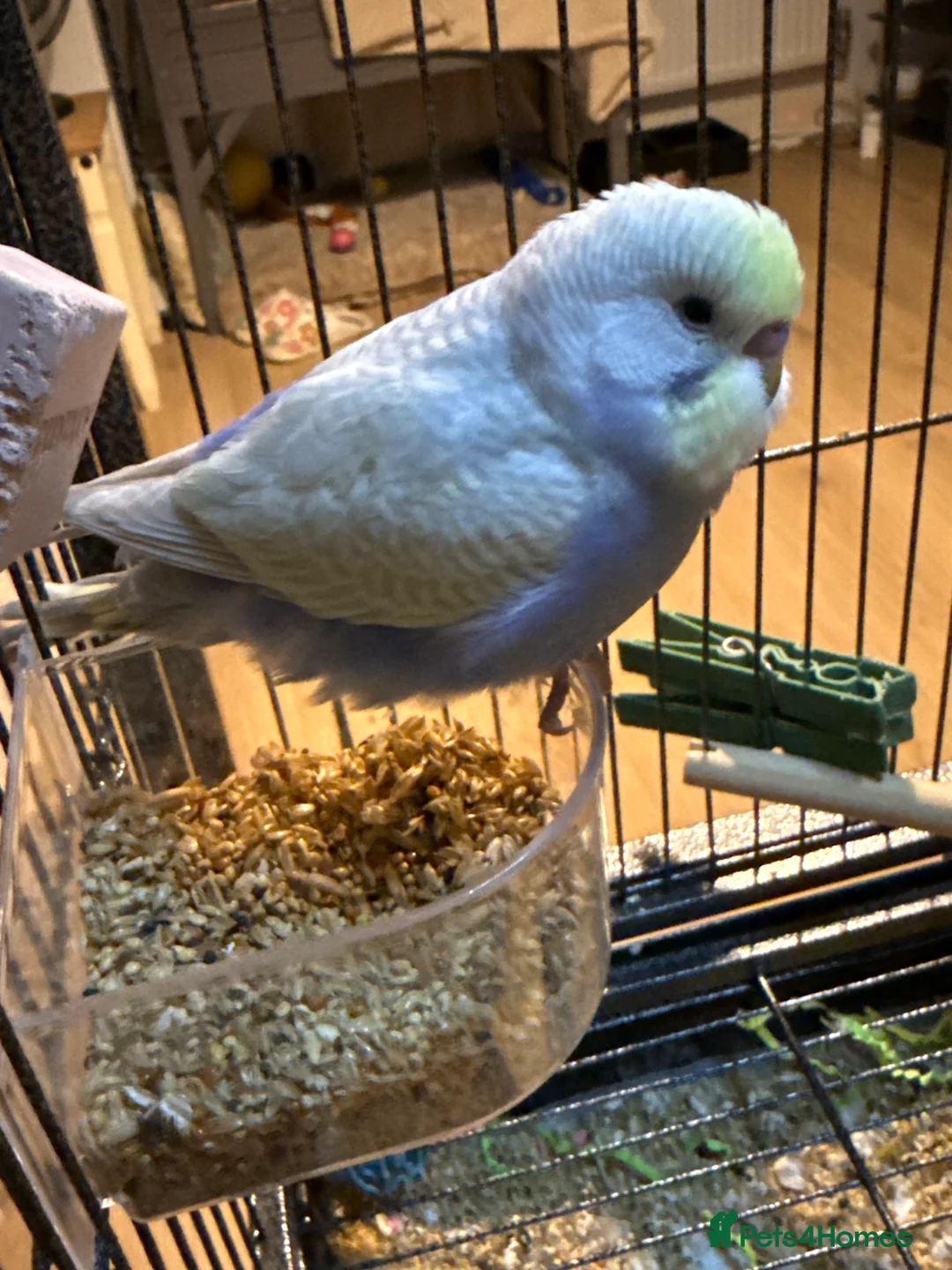 Budgerigars birds for sale: Bonded pair of 8 week old budgies  - Advert 9