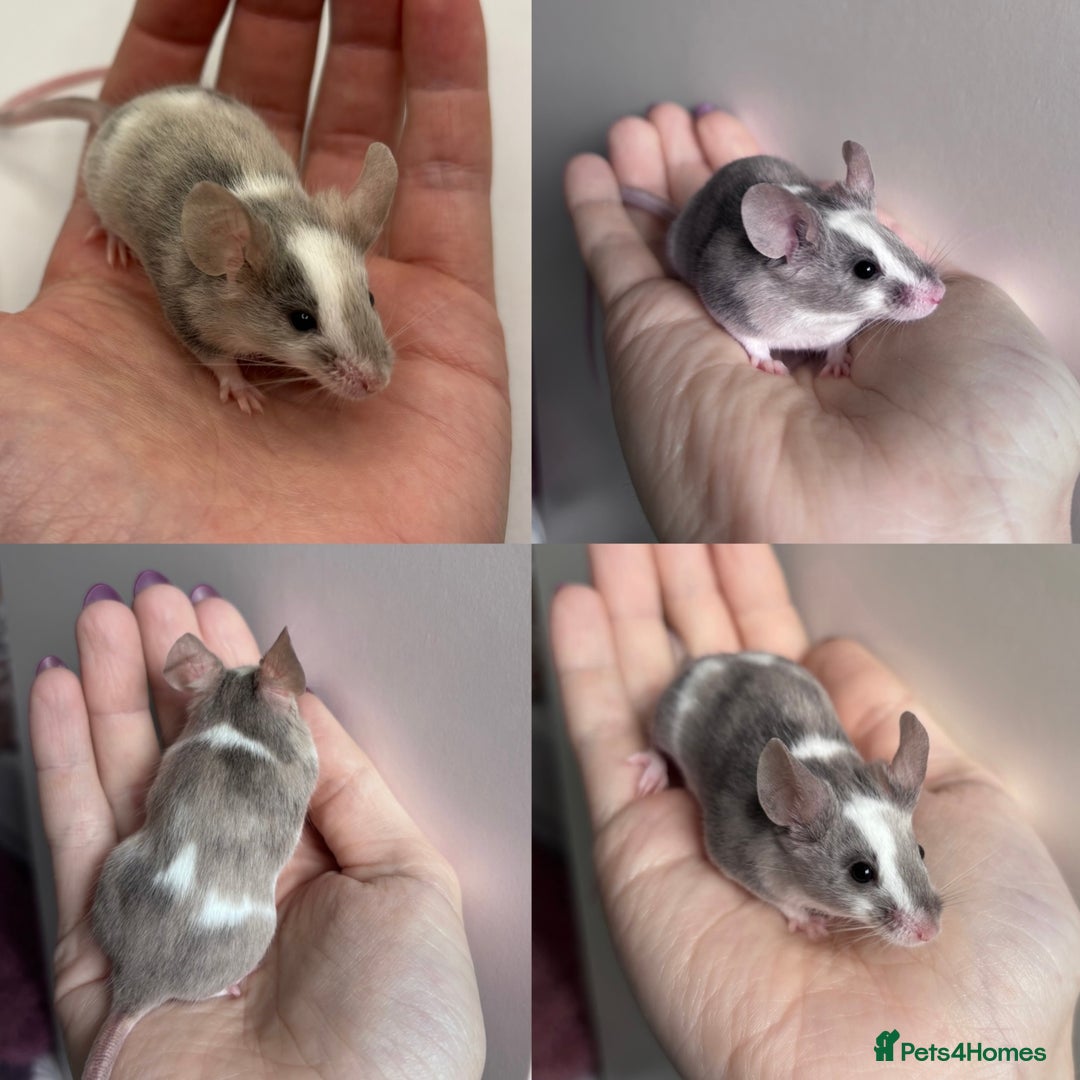 Mouse rodents for sale: Male Fancy Mice (available now) - Advert 3