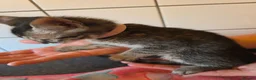 Bengal cats for sale: Bengal charcoal silver kittens from snow linx  - Advert 11