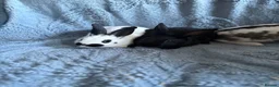 Harlequin rabbits for sale: English spot buck & harlequins  - Advert 12