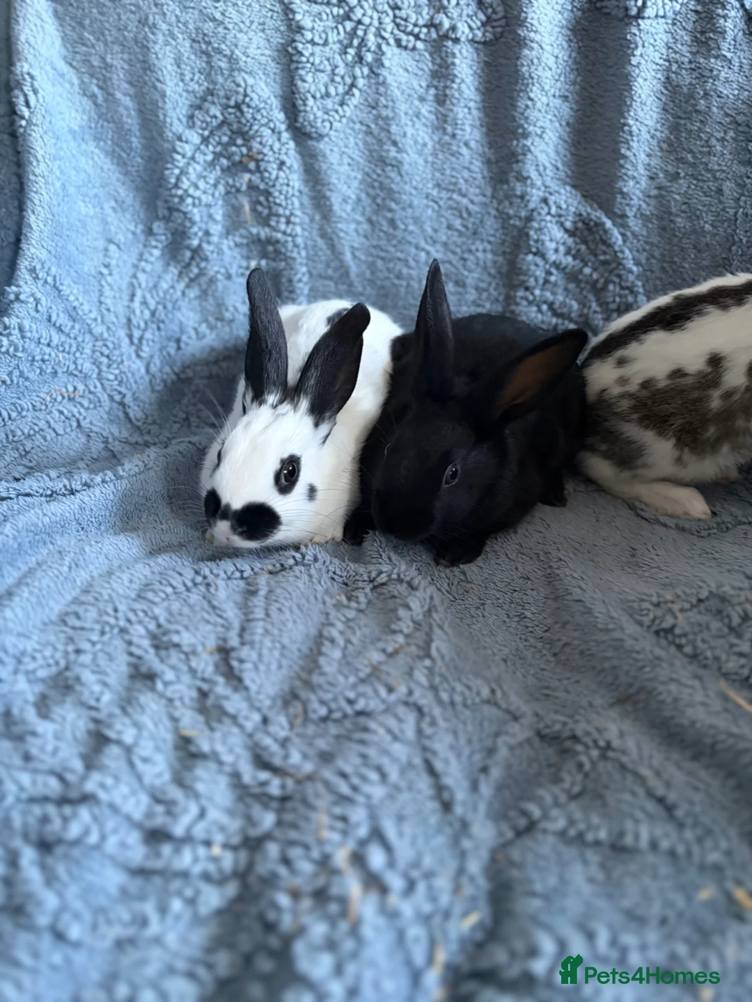 Harlequin rabbits for sale: English spot buck & harlequins  - Advert 12