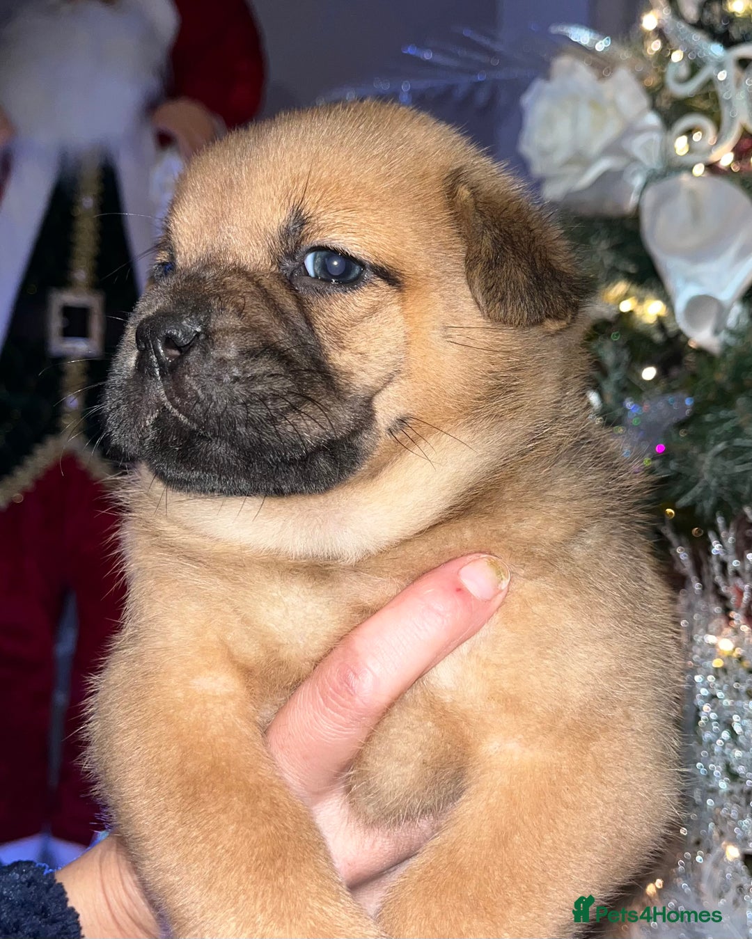 Mixed Breed dogs for sale: 5 frow frow puppies! 😍 - Advert 2