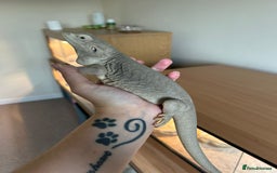 Bearded Dragon reptiles for sale: Bearded dragon  - Image 5