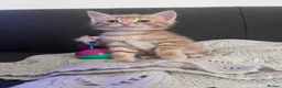 British Shorthair cats for sale: Four Ginger Babies looking for Homes in Maidstone - Advert 4