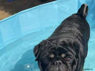 Pug dogs Stunning male pug for stud - Advert 17