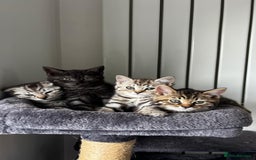 British Shorthair cats for sale: 4 lovely kittens looking for a nice home - Image 1