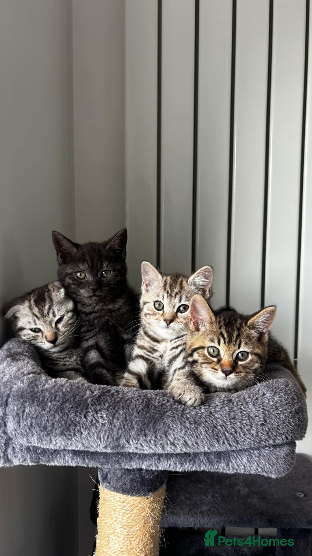 British Shorthair cats for sale: 4 lovely kittens looking for a nice home - Image 1
