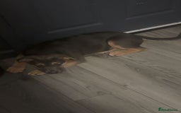 Mixed Breed dogs for sale: Drako 11 week old pup - Image 2