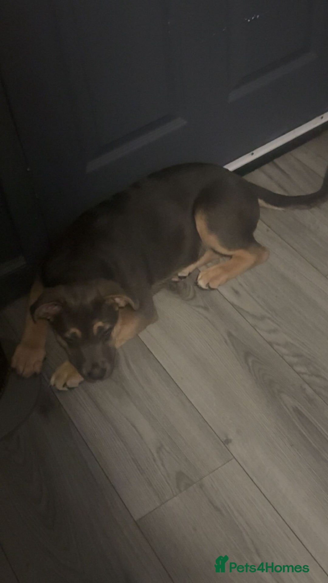 Mixed Breed dogs for sale: Drako 11 week old pup - Image 2