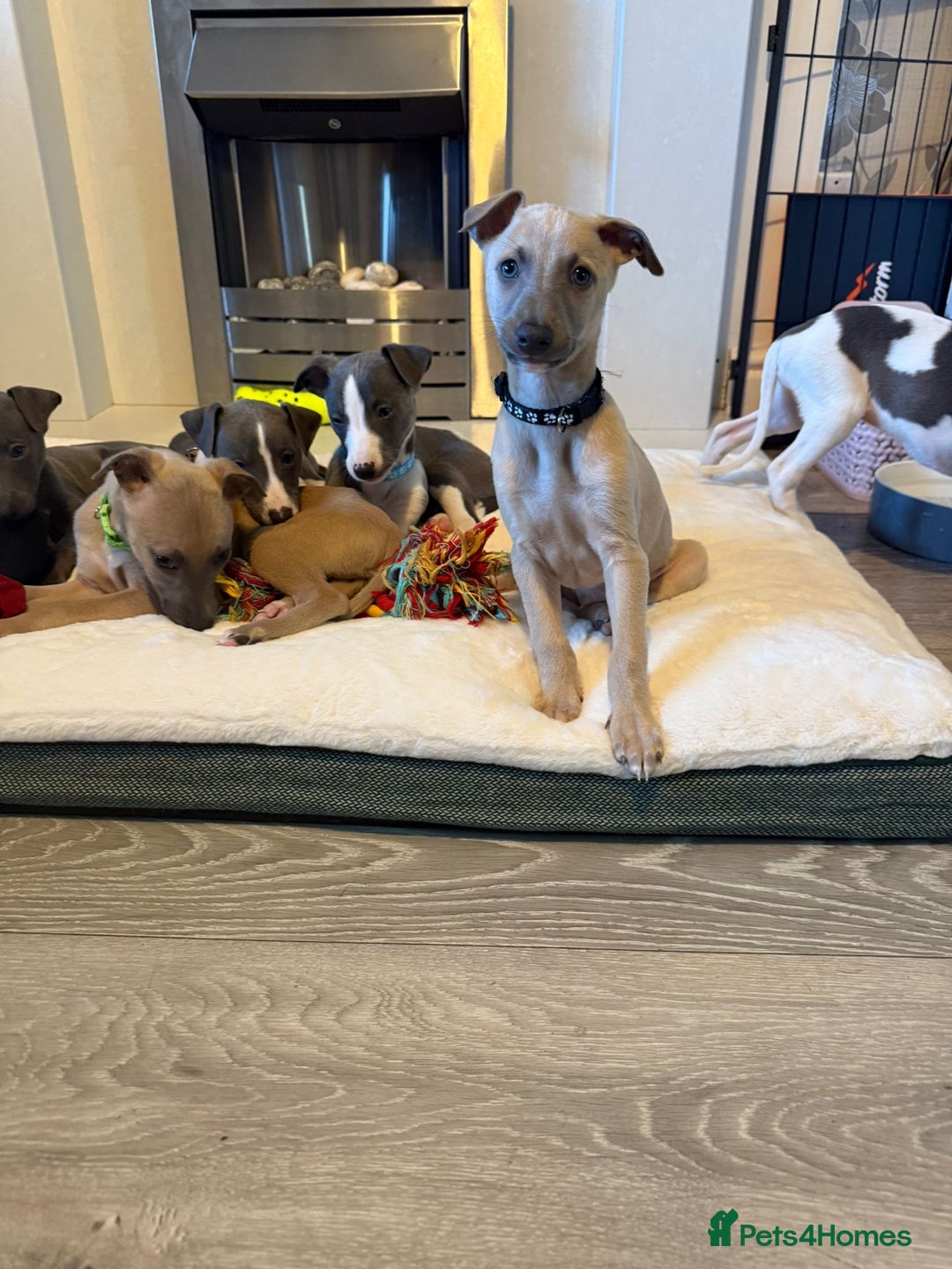 Whippet dogs for sale: 8 Week Old Whippet Puppies  - Advert 6