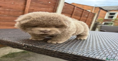 Chow Chow dogs - Advert 8