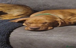 Hungarian Vizsla dogs for sale: Gorgeous bouncy and healthy vizsla pups - Image 4