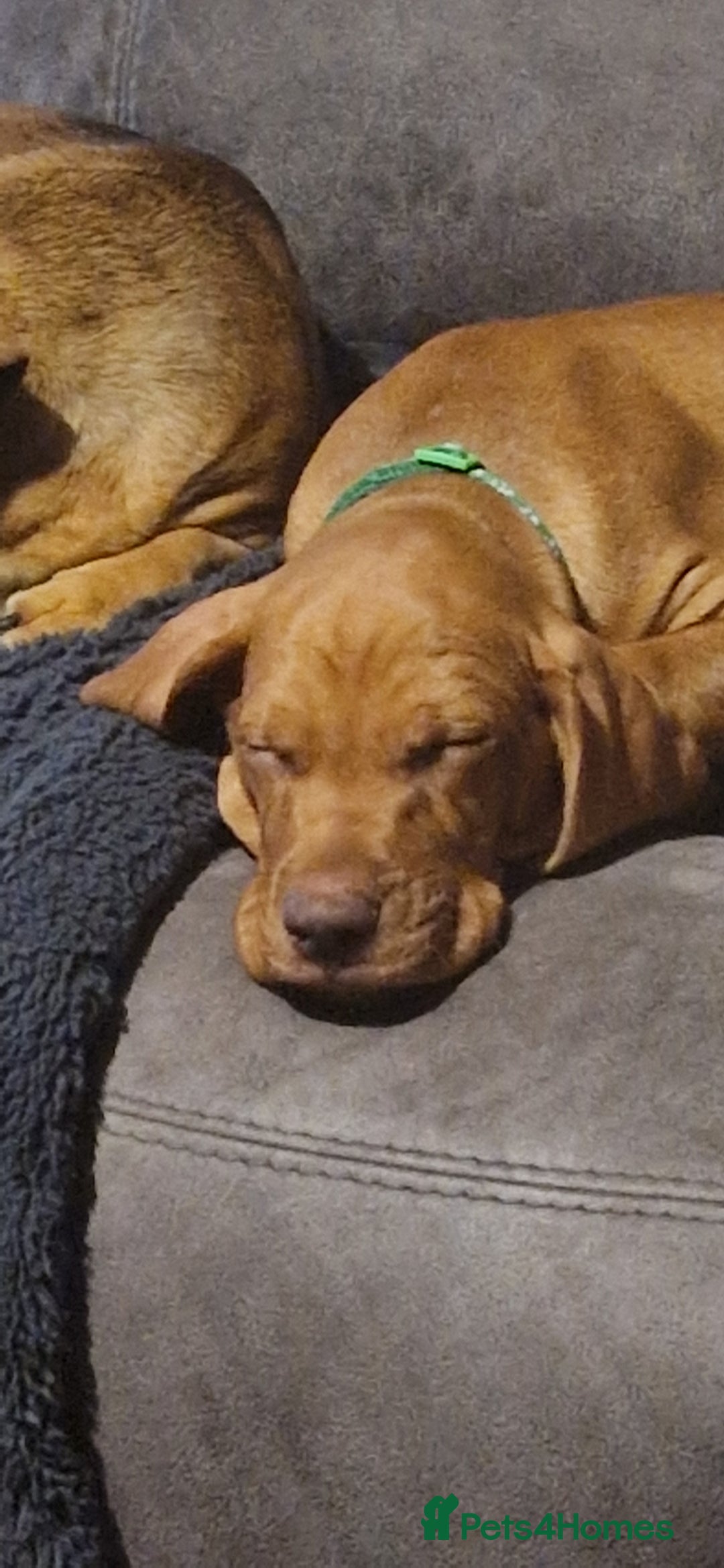 Hungarian Vizsla dogs for sale: Gorgeous bouncy and healthy vizsla pups - Image 4