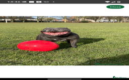 Staffordshire Bull Terrier dogs for sale: Blue staffie pupz - Image 10
