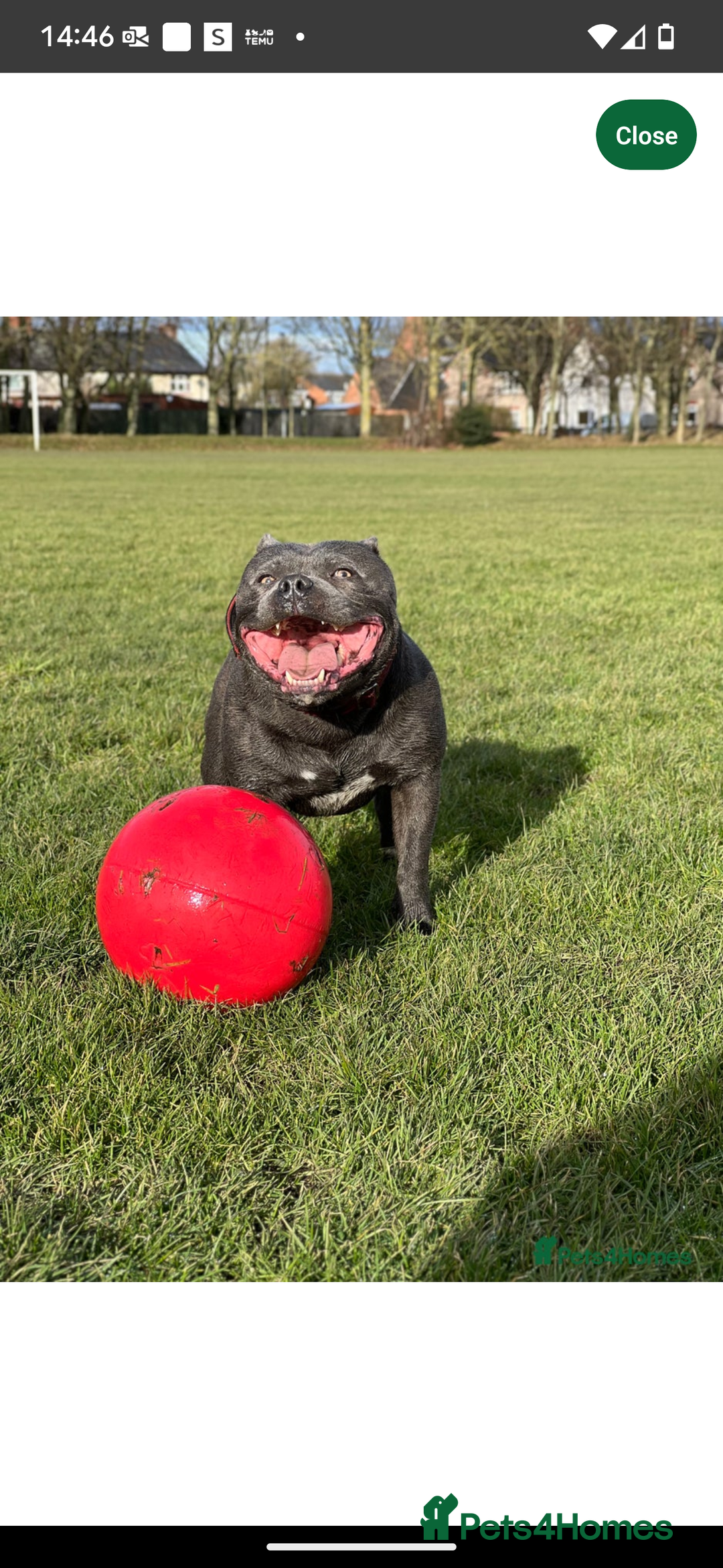Staffordshire Bull Terrier dogs for sale: Blue staffie pupz - Image 10