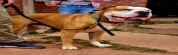 Alapaha Blue Blood Bulldog dogs for sale: Stunning Male IABBR Alapaha puppies - Advert 6