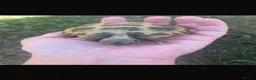 Tortoise reptiles for sale: Horsefield tortoises x2 with enclosure  in Ryton - Advert 3
