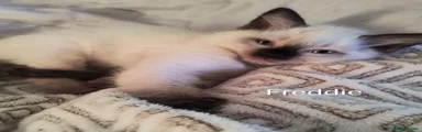 Ragdoll Kitten 2