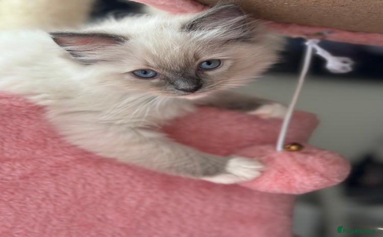 Ragdoll cats - Advert 3
