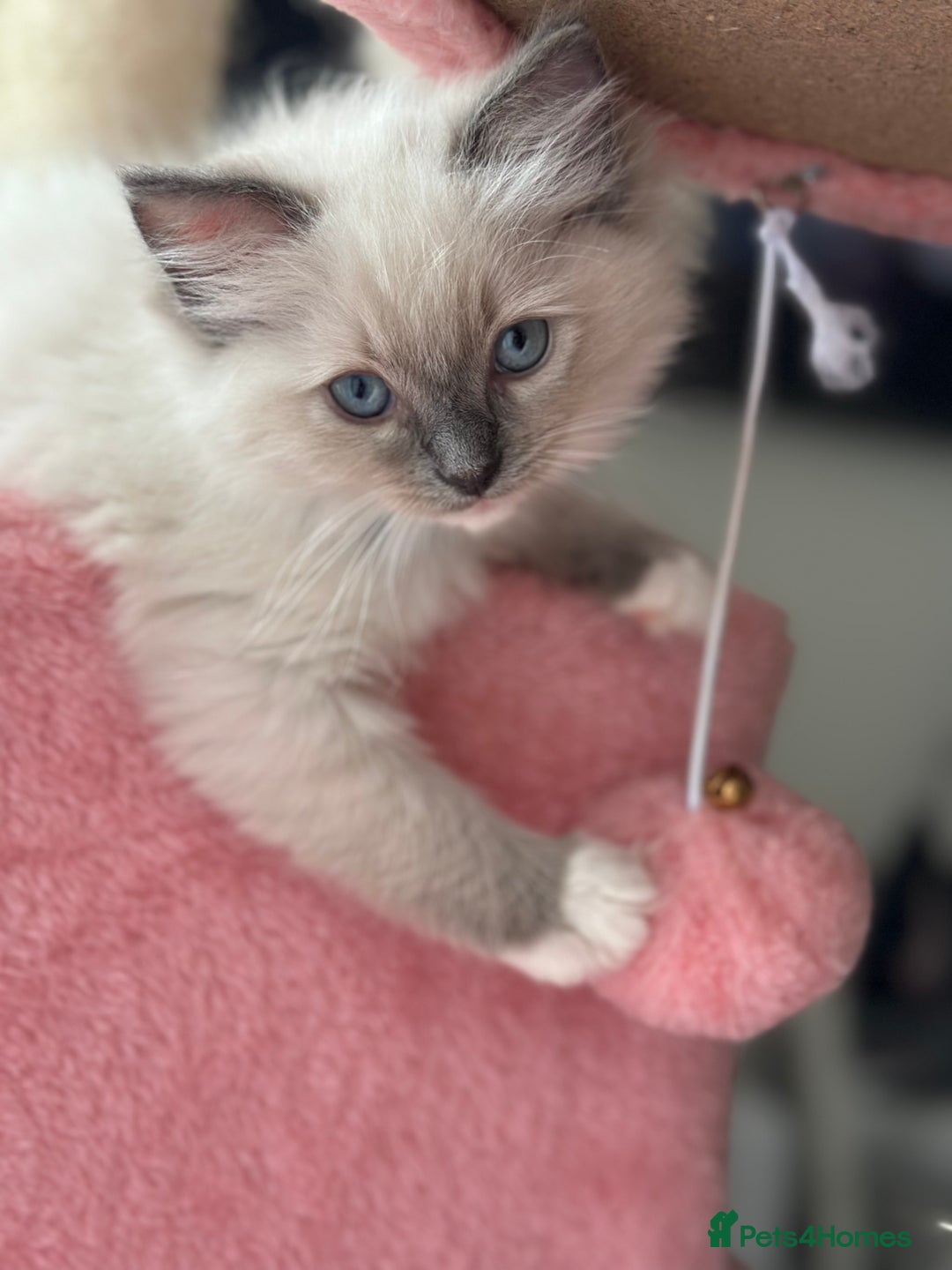 Ragdoll cats for sale: Pure Ragdoll kittens available 🐱🐾 - Image 1