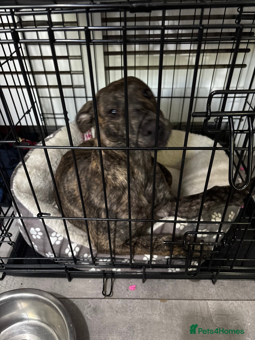 Mixed Breed dogs for sale: Lurcher x Staffy - Advert 3