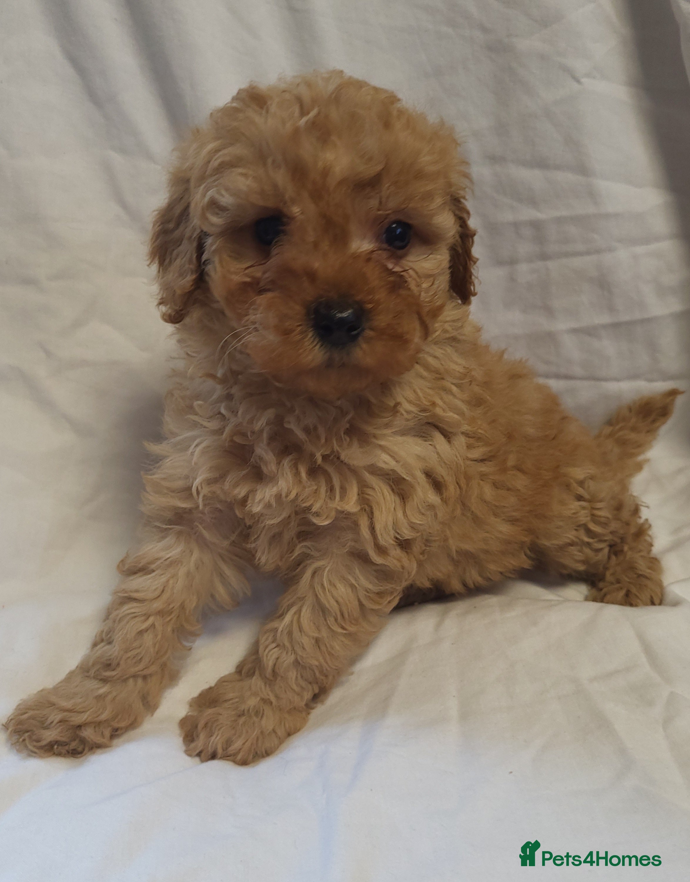 Maltipoo dogs Maltpoo puppies 5🌟licence breeder  - Advert 3