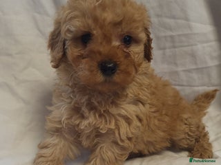 Maltipoo dogs Maltpoo puppies 5🌟licence breeder - Advert 3