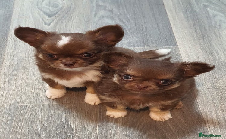 Chihuahua dogs - Advert 5