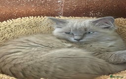 Ragdoll cats for sale: Rare mink female kitten  - Advert 6