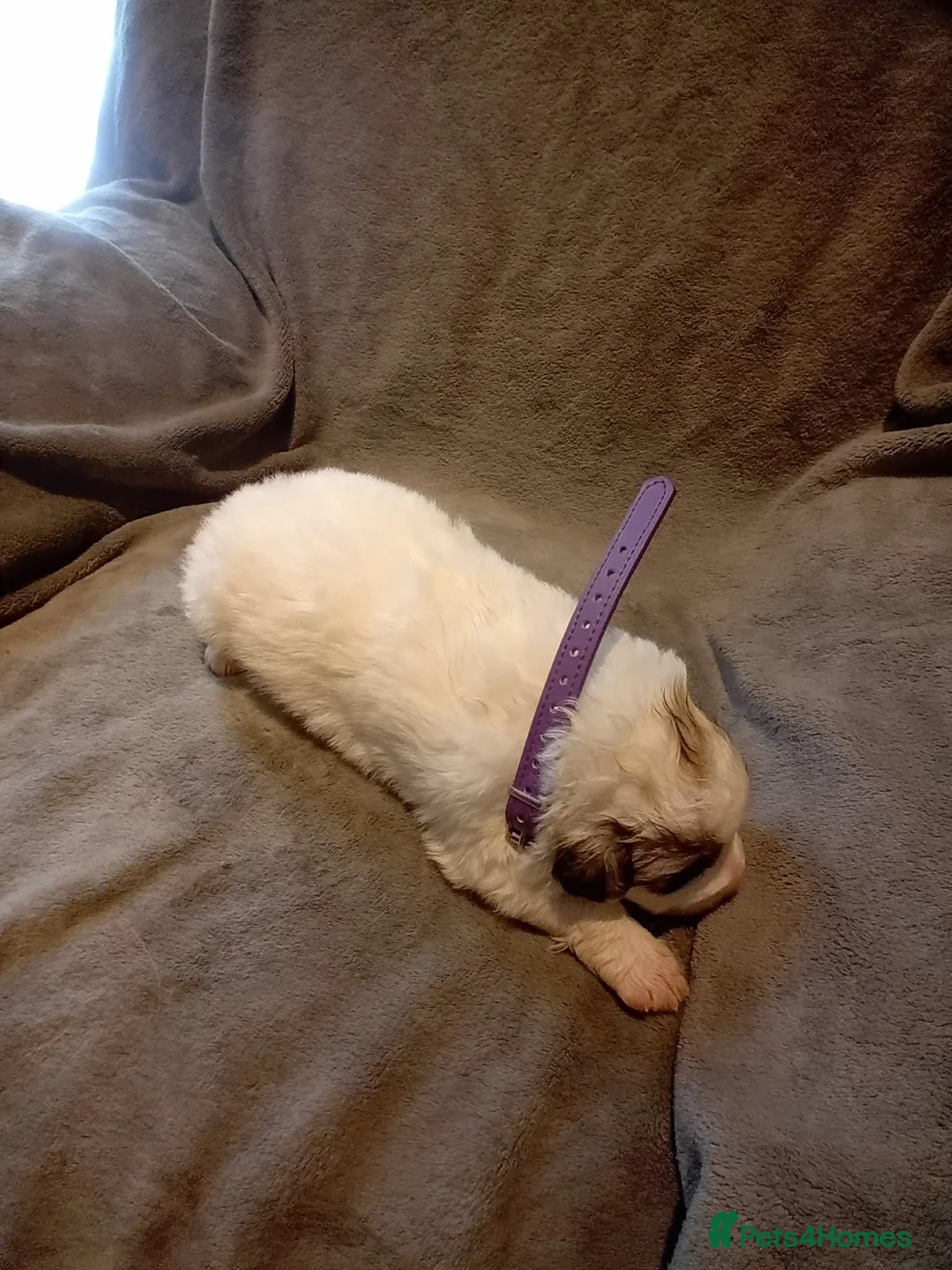 Pyrenean Mountain Dog dogs for sale: LAST GIRL READY FOR COLLECTION NOW KC REGISTERED  - Advert 14