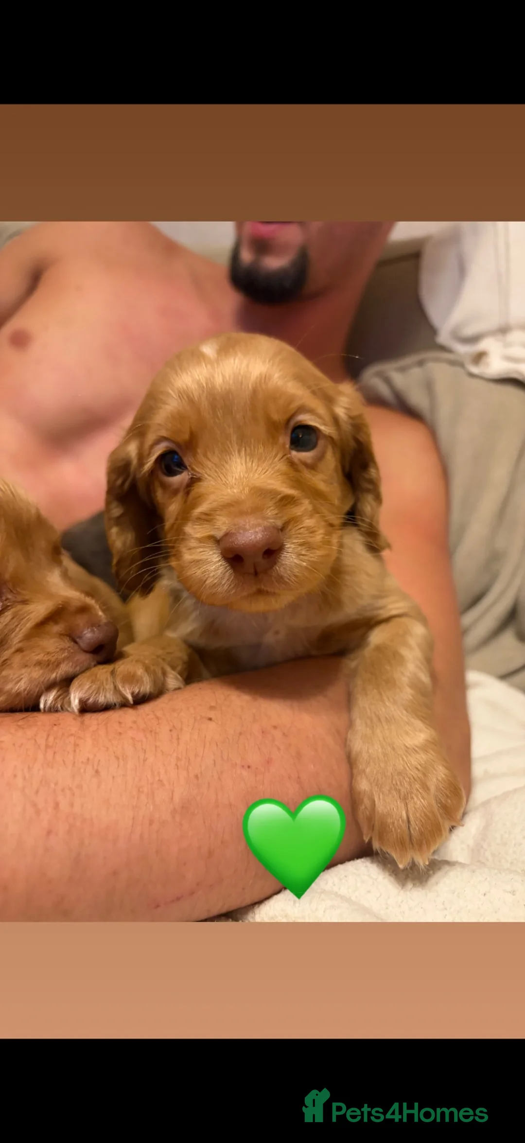 Cocker Spaniel dogs for sale: Cocker Spaniel puppies 5 week old 💛 - Advert 2